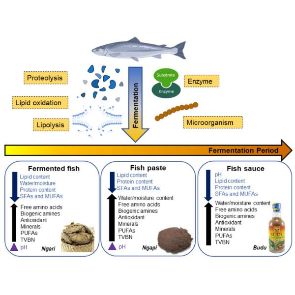 کیفیت، عملکرد و میکروبیولوژی ماهی تخمیر شده: مقاله مروری